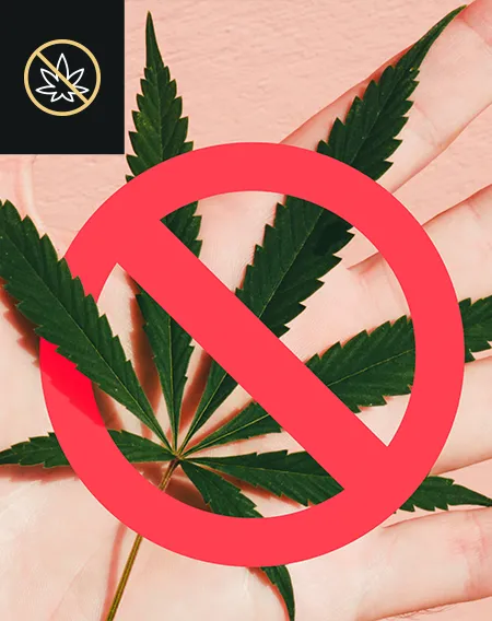 Auriculothérapie laser — Addiction cannabis
